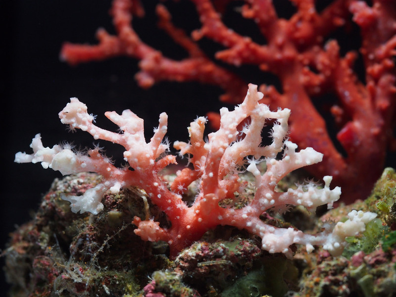 红珊瑚是什么.jpg