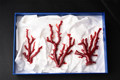 高知阿卡红珊瑚树