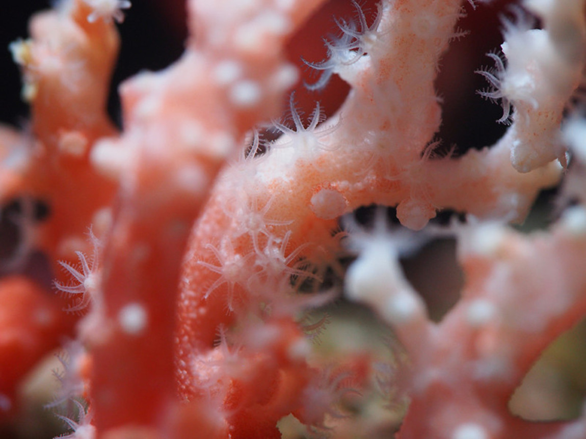 什么是红珊瑚活枝，死枝？